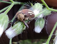 Sternuchopsis fabricii