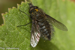 Conophorus fuliginosus