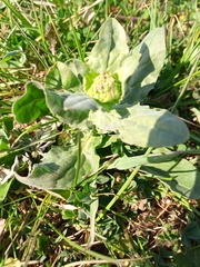 Lepidium draba
