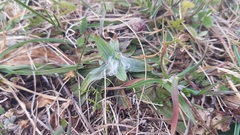 Plantago argentea