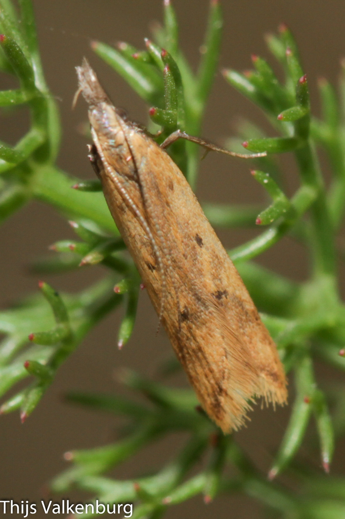 Alfalfa Leaf Tier
