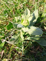 Lepidium draba