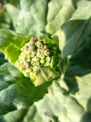 Lepidium draba