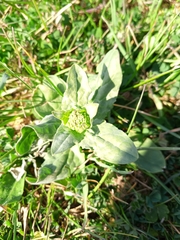 Lepidium draba