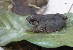 Limnonectes malesianus