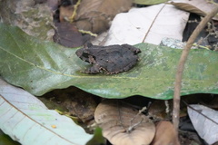 Limnonectes malesianus