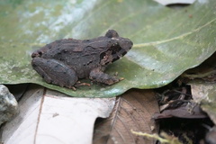 Limnonectes malesianus