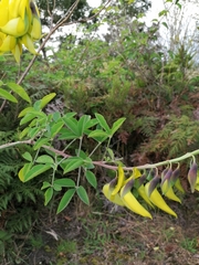 Crotalaria agatiflora
