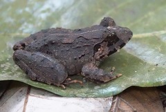Limnonectes malesianus