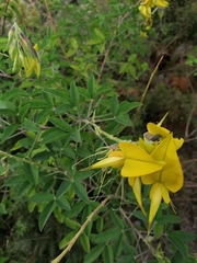 Crotalaria agatiflora