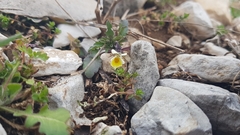 Viola kitaibeliana