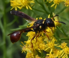 Zethus slossonae