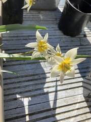 Tulipa turkestanica
