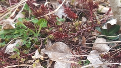 Petrosedum ochroleucum