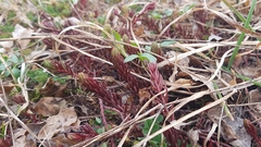 Petrosedum ochroleucum