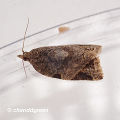 Neocalyptis affinisana