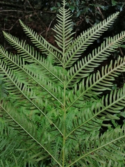 Pteris dentata