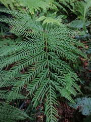 Pteris dentata