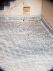 Phoenicurus ochruros