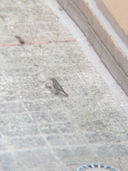 Phoenicurus ochruros