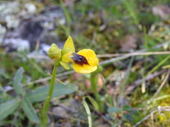 Ophrys lutea lutea