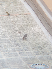 Phoenicurus ochruros