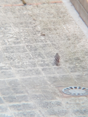 Phoenicurus ochruros