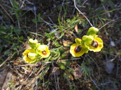 Ophrys lutea lutea