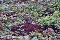 Arremonops chloronotus