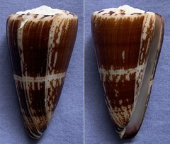Conus maldivus