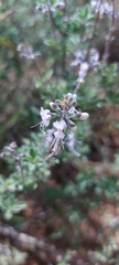 Ocimum burchellianum