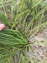 Aciphylla traversii