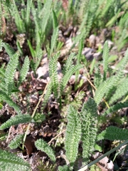Achillea