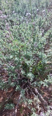 Ocimum burchellianum