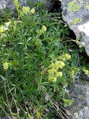 Alchemilla transiens