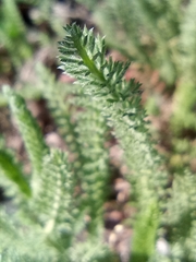 Achillea