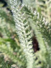 Achillea