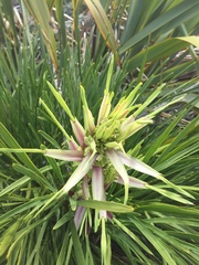 Aciphylla traversii