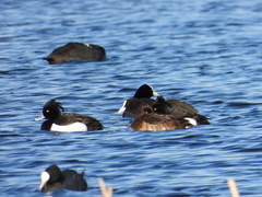 Aythya fuligula