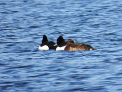 Aythya fuligula