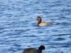 Aythya ferina