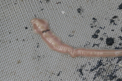 Cerebratulus lacteus