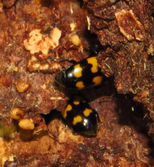 Glischrochilus fasciatus