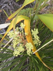 Aciphylla traversii