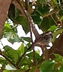 Passer hispaniolensis hispaniolensis