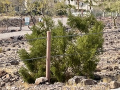 Larrea tridentata