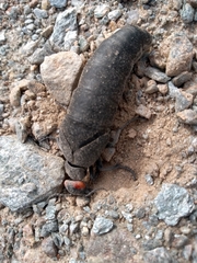 Berberomeloe insignis