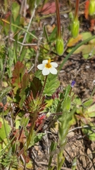 Leptosiphon parviflorus