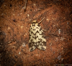 Goniosema anguliscripta