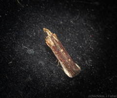 Cathyalia pallicostalis